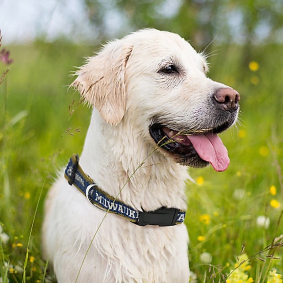 NWT Milwaukee Brewers Dog Collar, Leash & Reversible Bandanna Size Small - Picture 5 of 11